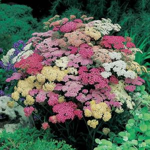 Achillea Summer Berries F2; Coada Soricelului Ornamentala - Achillea Summer Berries F2 - 10,7 lei
