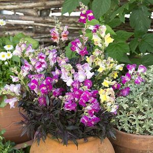 Antirrhinum Twilight Mixed; Gura Leului mix - Antirrhinum Twilight Mixed - 9,9 lei
