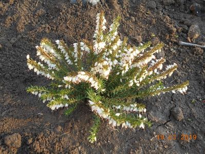 Erica Carnea