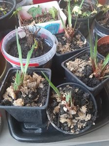 Irisi siberieni albastrii si Blue King