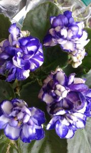 Violeta abl bătut cu margini mov-13 03 2019
