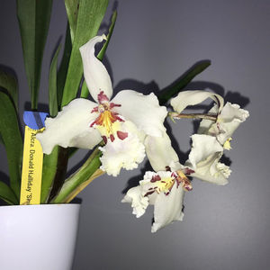 ; Din pacate si-a pierdut marginea mov. Este cumparata anul trecut de la expozitie, inflorita fiind stiu sigur ca este ceea ce trebuie. Vedem urmatoarea runda de flori :)
