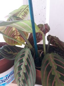 Maranta
