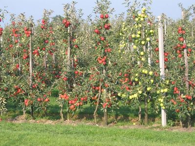 1024px-Intensive_apple_orchard