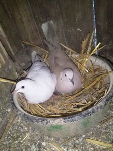 O noua pereche in crescătorie!