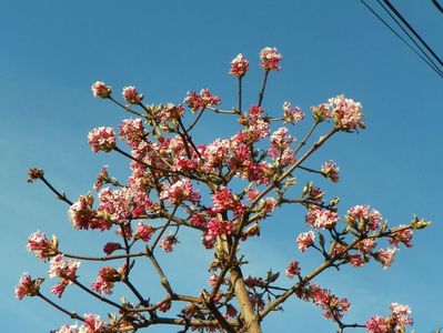viburnum bodnantense Dawn