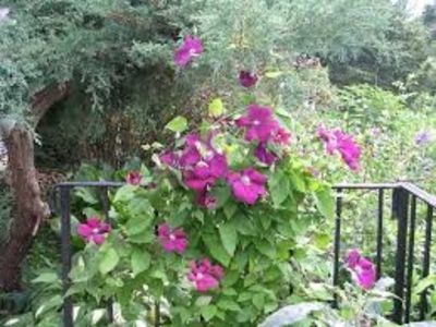 images (1)