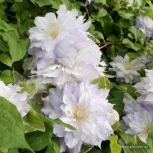 CHALCEDONY clematis-2