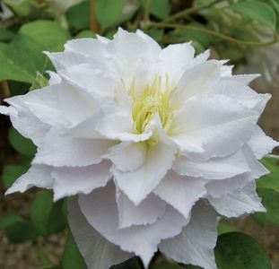 CHALCEDONY clematis-3