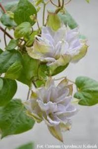 CHALCEDONY clematis-4