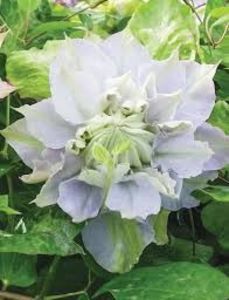 Clematis hybrid Chalcedony- 1