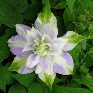 Clematis hybrid Chalcedony