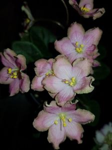 LE Pink Muskat