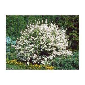 Deutia-Deutzia-scraba_4166002_1516182870