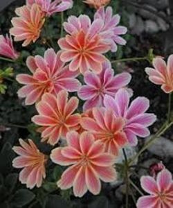 Lewisia
