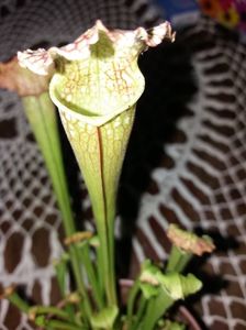 Insecticid natural