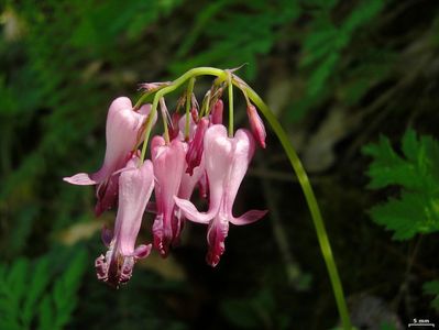 Fringed_bleeding-heart_flower_cluster