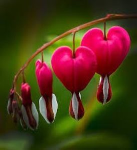 dicentra 2