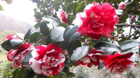 camelia General Coletti