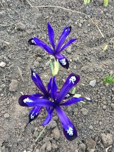 Irisi reticulata Blue Note