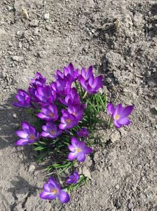 Crocus