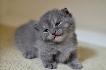 Munchkin2