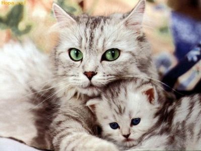 noi_avem_cei_mai_frumosi_ochi_1220446410