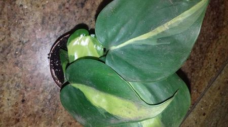 philodendron brasil 25