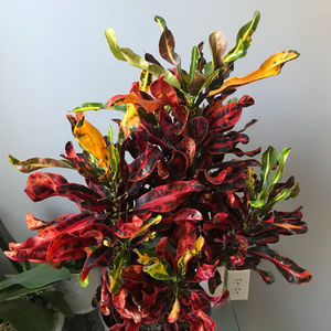 Croton Mammey
