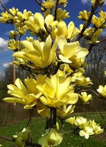 Magnolie Galbena Yellow river; Yellow River  www.smochini.com  https://ro-ro.facebook.com/GradinaCuSmochini/
