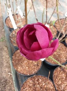 Magnolie Mov Black Tulip; Black Tulip  www.smochini.com    https://ro-ro.facebook.com/GradinaCuSmochini/
