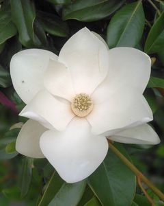 Magnolie Vesnic Verde Grandiflora; Grandiflora   www.smochini.com    https://ro-ro.facebook.com/GradinaCuSmochini/

