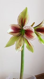 Hippeastrum papilio