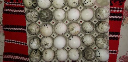 Ouă rață românească.