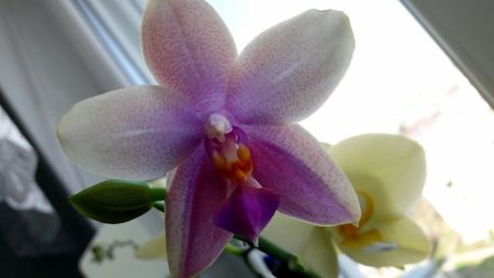 Liodoro; Cea mai frumoasa orhidee a mea , din noiembrie este tot inflorita si va mai continua (infloreste secvential ), si are un parfum superb
