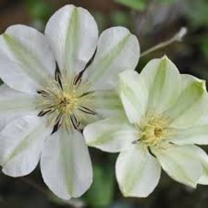 Clematis Guernsey Cream -1