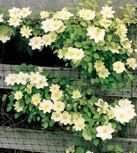 Clematis Guernsey Cream -3