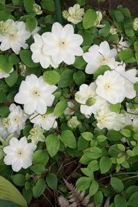 Clematis Guernsey Cream -4