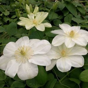 clematis-guernsey-cream_1024x1024