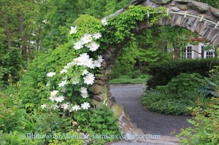 Clematis-Guernsey-Cream-740x493