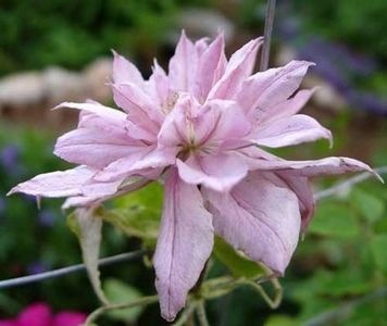 violet-clematis