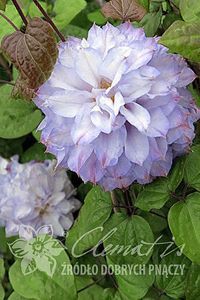 5_Clematis_Veronicas_Choice_