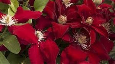 Boulevard NUBIA  Clematis-4