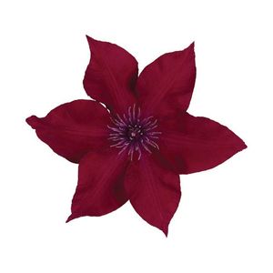 Clematis-Boulevard-Nubia-bloem