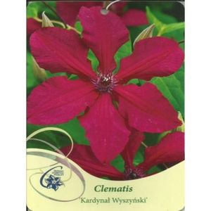 Clematis KARDYNAL WYSZYNSKI- 11