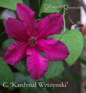 Clematis KARDYNAL WYSZYNSKI-4