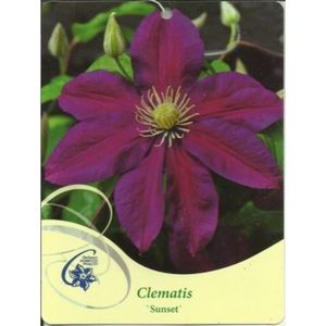 clematis-sunset-powojnik-1