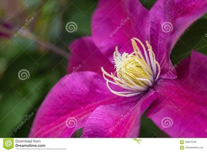 clematis-sunset-powojnik-2