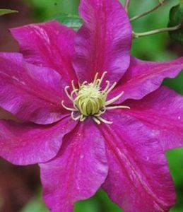 clematis-sunset-powojnik-5