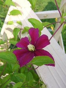 clematis-sunset-powojnik-8